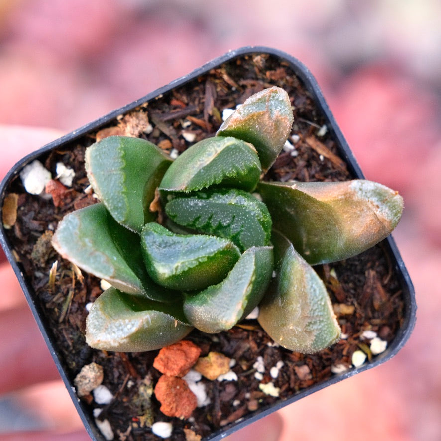 Haworthia truncata x maughanii Succulent Plant