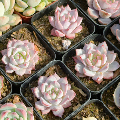 Echeveria Blue Bird Succulent Plant