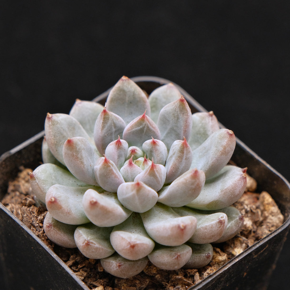 Echeveria Anthony Quinn Korean Succulent Plant