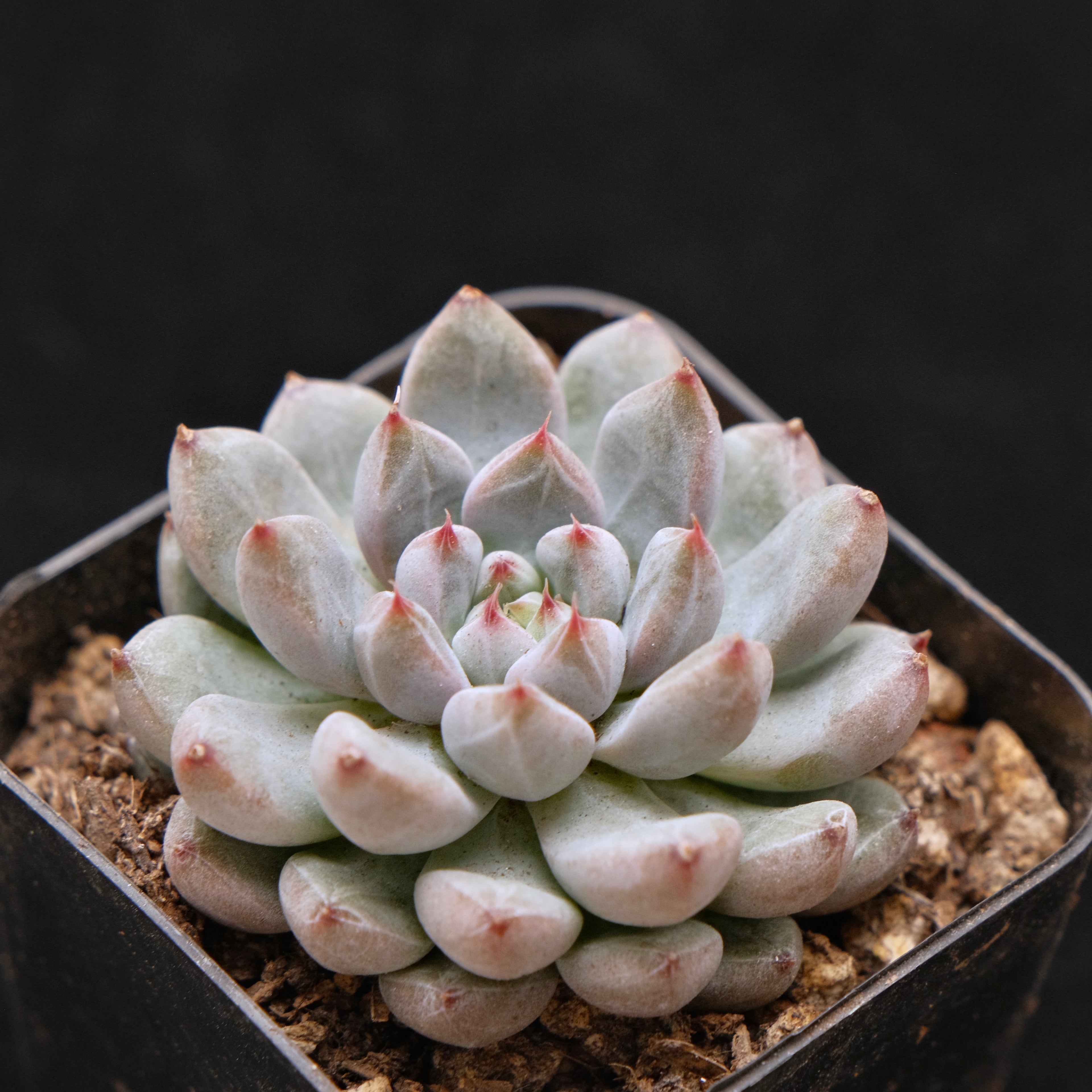 Echeveria Anthony Quinn Korean Succulent Plant