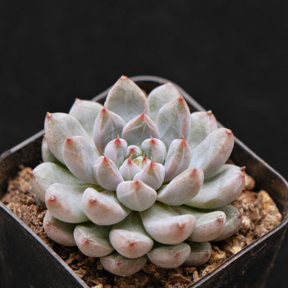 Echeveria Anthony Quinn Korean Succulent Plant