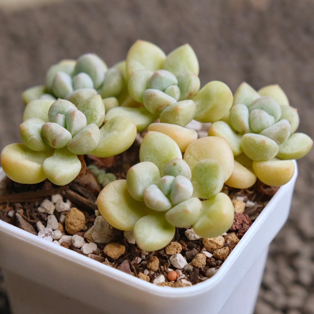 Pachyphytum Bubble Gum Imported Succulent Plant - D