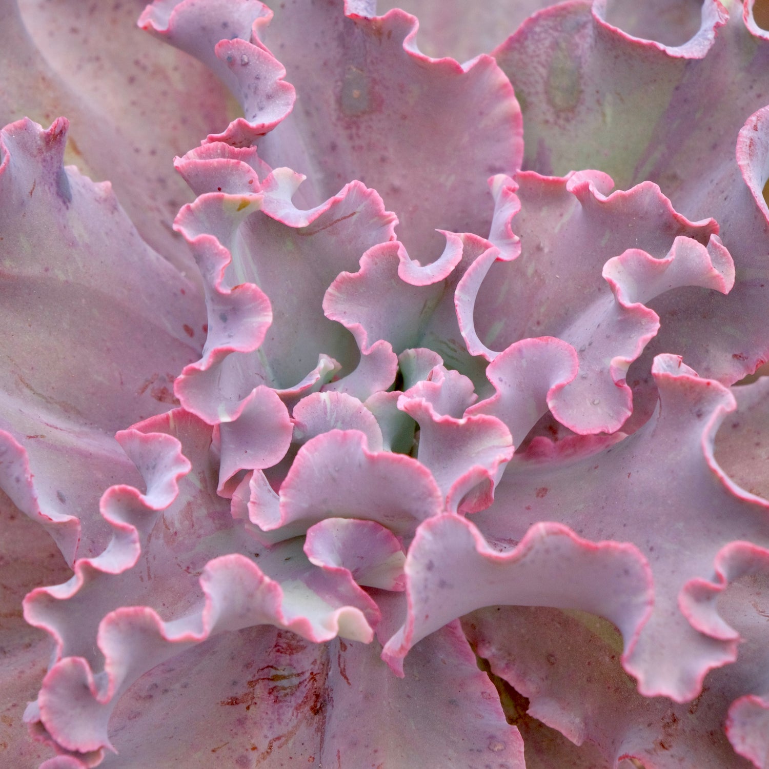 Variegated Echeveria Fury Succulent Plant
