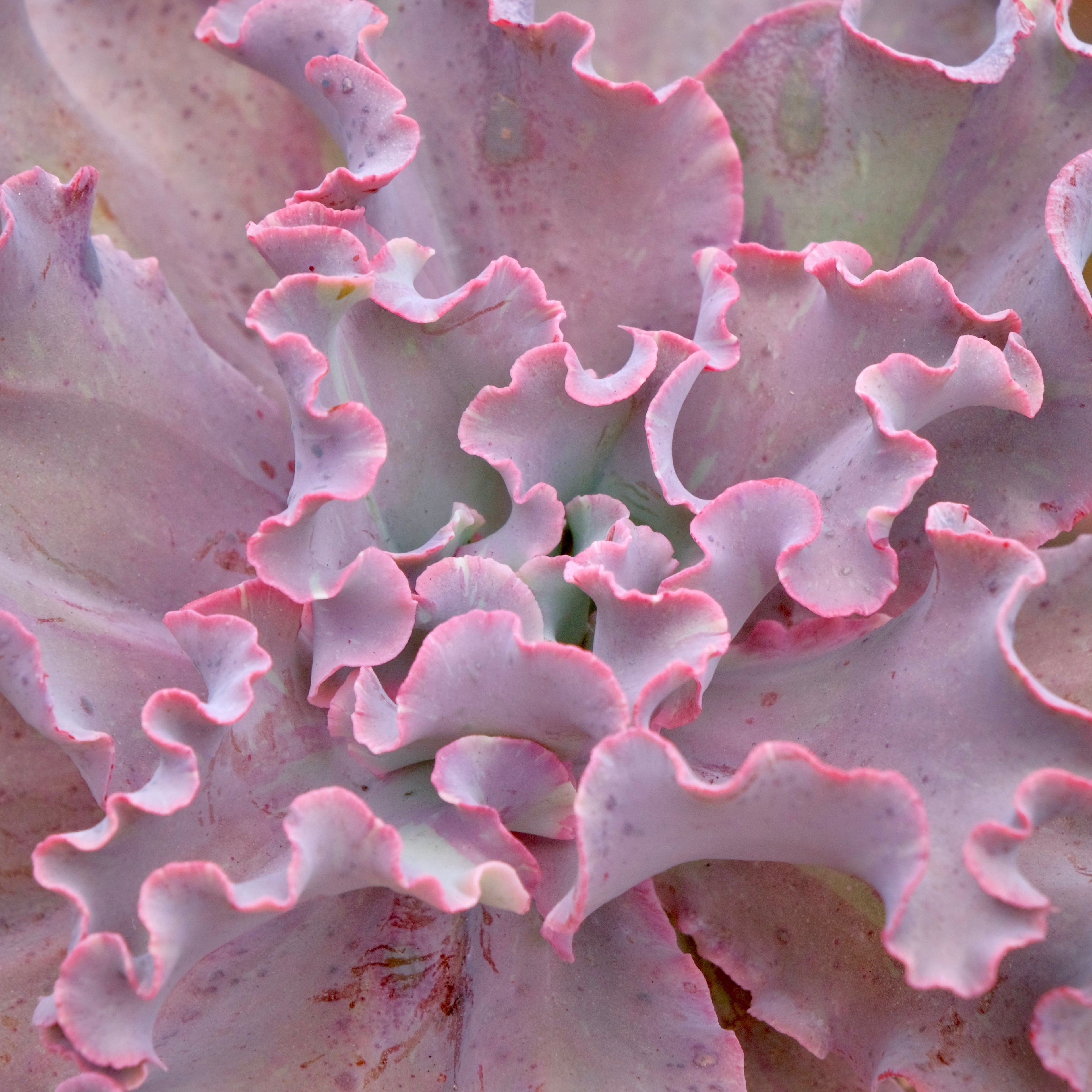 Variegated Echeveria Fury Succulent Plant