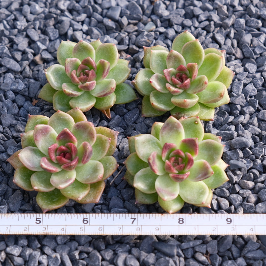 Echeveria Black Edge Korean Succulent Plant Changhee hybrid