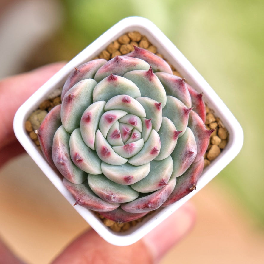 Echeveria chihuahuaensis Korean Succulent Plant