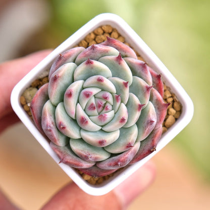 Echeveria chihuahuaensis Korean Succulent Plant