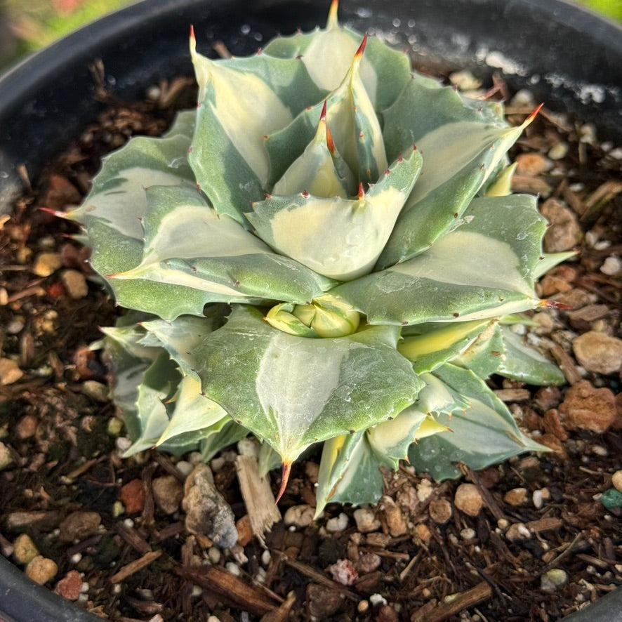 Dwarf Agave isthmensis &
