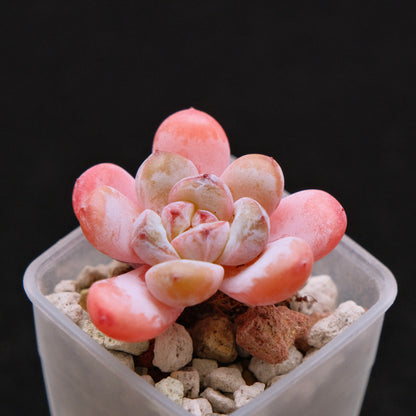 Echeveria Star Snow Imported Succulent Plant small 星星雪