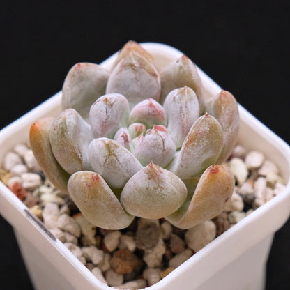 Echeveria Sugar Korean Succulent Plant