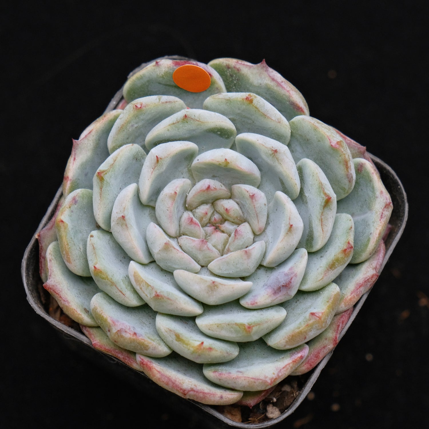 Echeveria Michelin Korean Succulent Plant Changhee hybrid