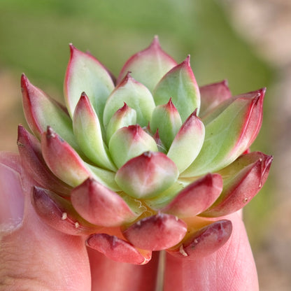 Echeveria Ardor Korean Succulent Plant