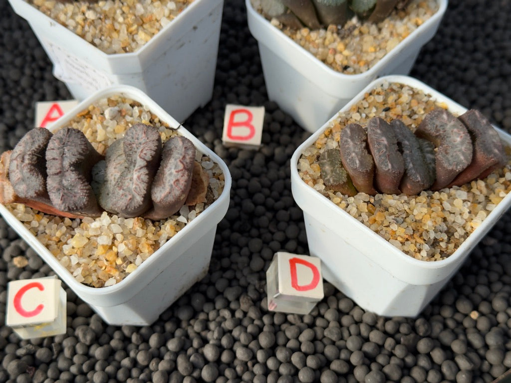 Haworthia truncata Imported Succulent Plant