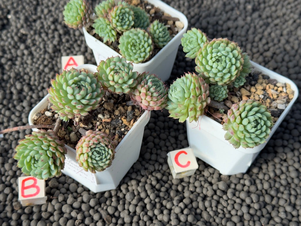 Echeveria Vincent Catto Imported Succulent Plant