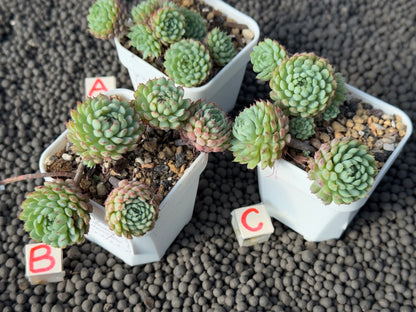 Echeveria Vincent Catto Imported Succulent Plant