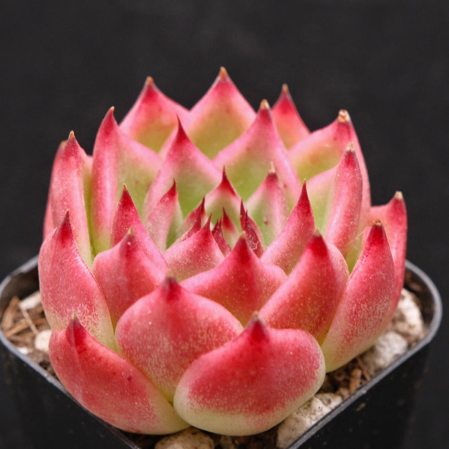 Echeveria Shulan Korean Succulent Plant