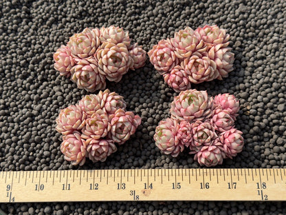 Echeveria Bed Badis Imported Succulent Plant