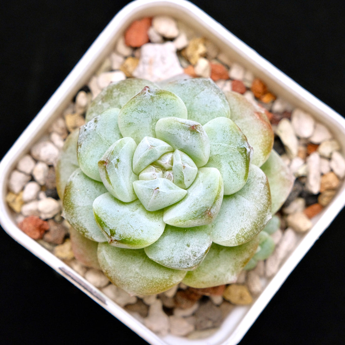 Echeveria Ice Green Korean Succulent Plant