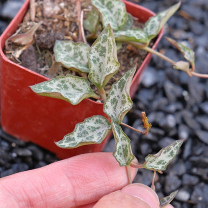 Ceropegia String of Spades Rare Locally Grown Succulent Plant