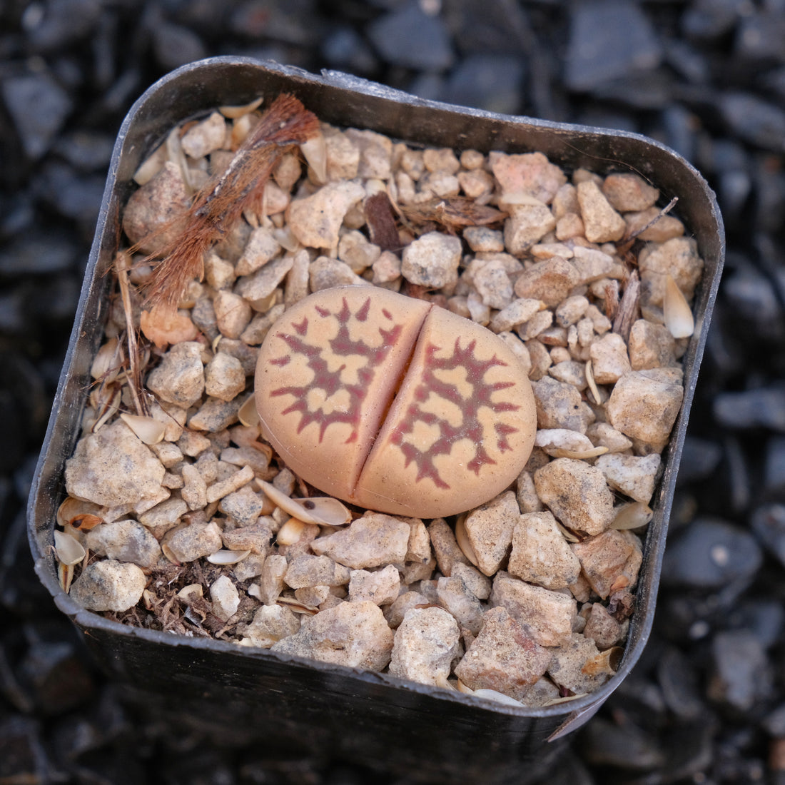 Lithops Locally Grown Succulent Plant