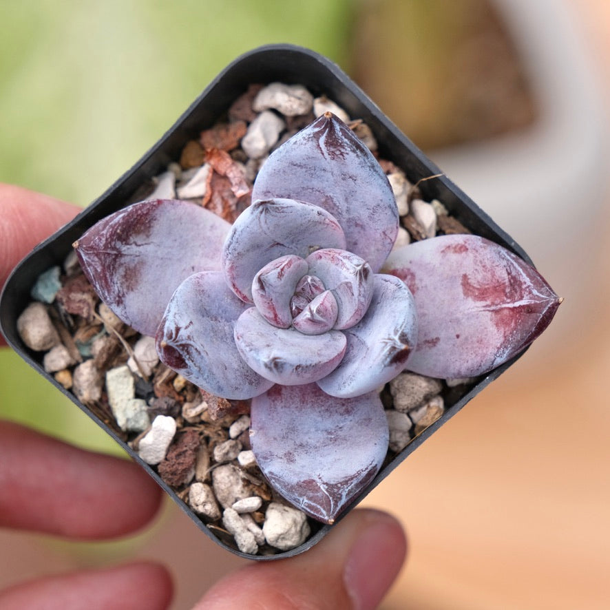 Echeveria Black Sabbath Korean Succulent Plant