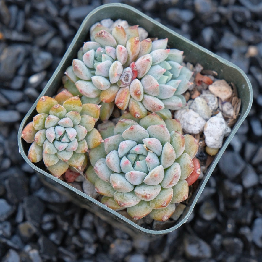 Echeveria Chrissy n Ryan Korean Succulent Plant