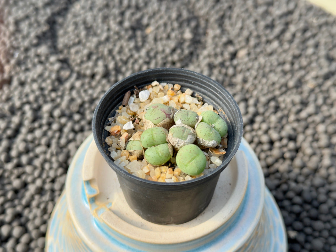 Conophytum species Imported Succulent Plant