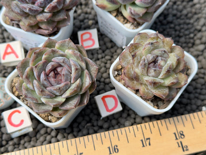 Echeveria Primelli Korean Succulent Plant
