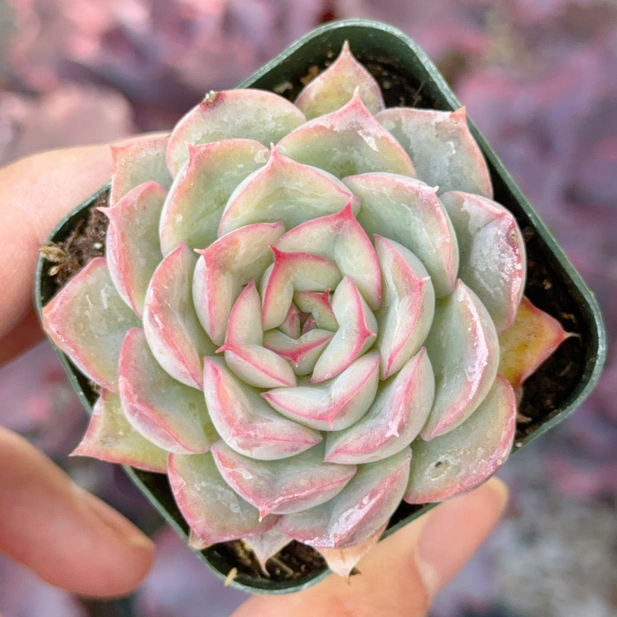 Echeveria Hercules Succulent Plant