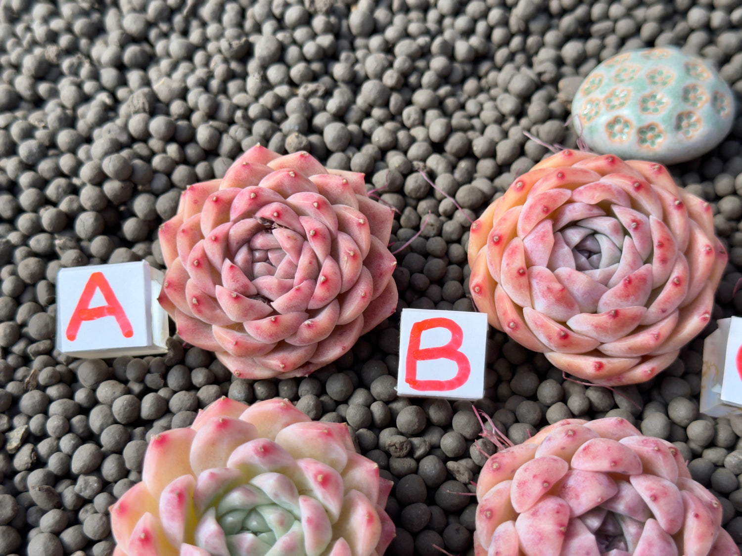 Echeveria Pink Lina Imported Succulent Plant