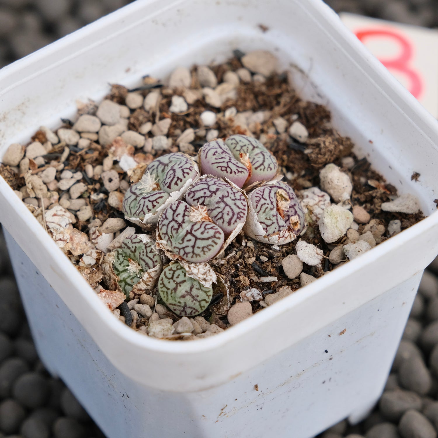 Conophytum minimum wittebergense Imported Succulent Plant