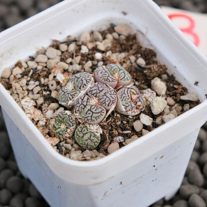 Conophytum minimum wittebergense Imported Succulent Plant