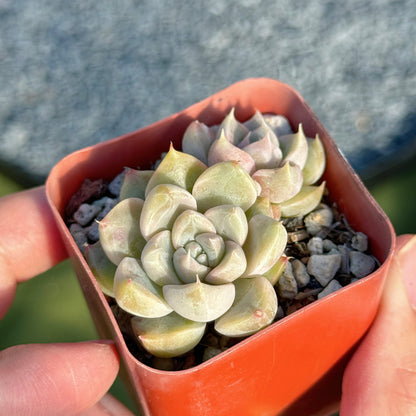Echeveria Honey Diamond Korean Succulent Plant
