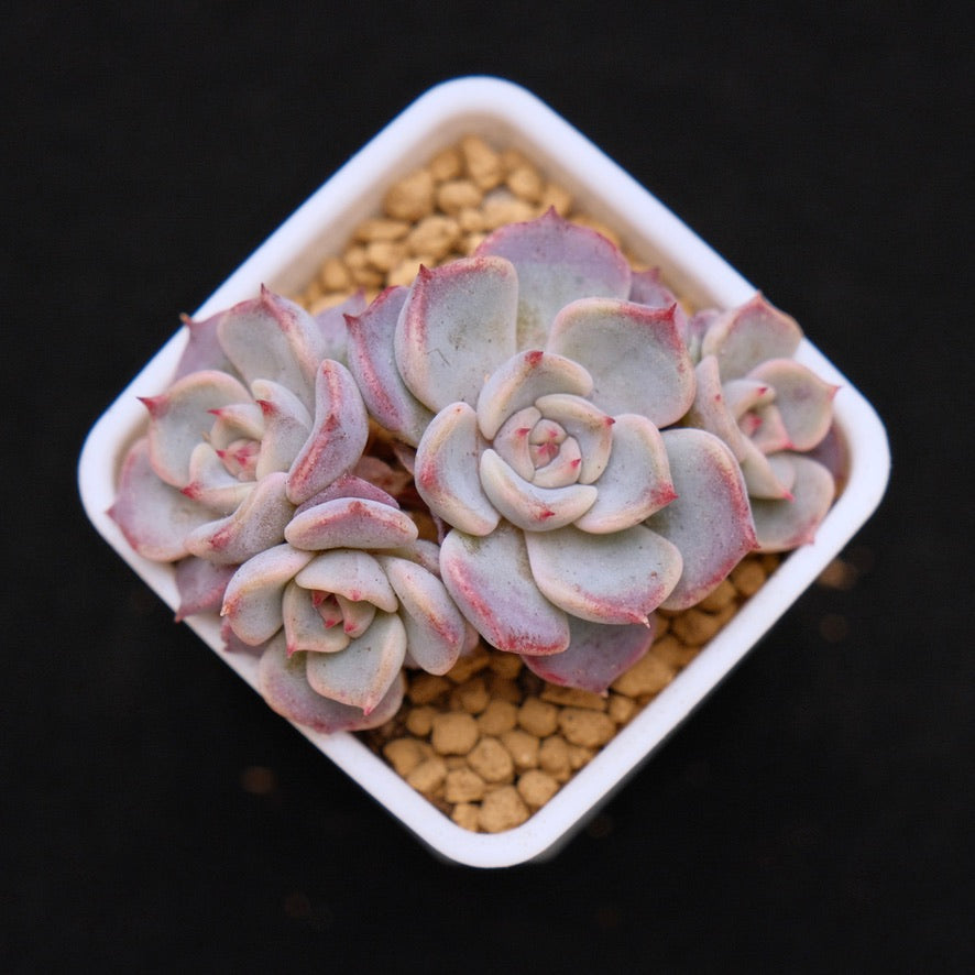 Echeveria Kiss Me small cluster Korean Succulent Plant