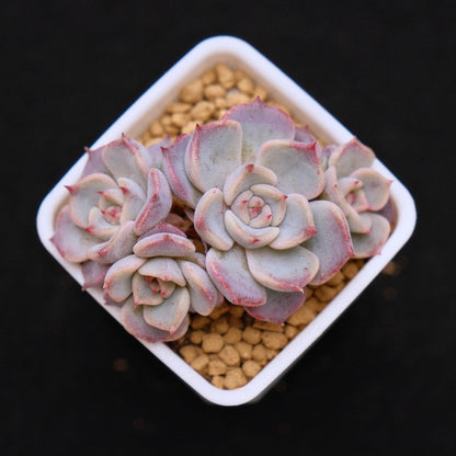 Echeveria Kiss Me small cluster Korean Succulent Plant