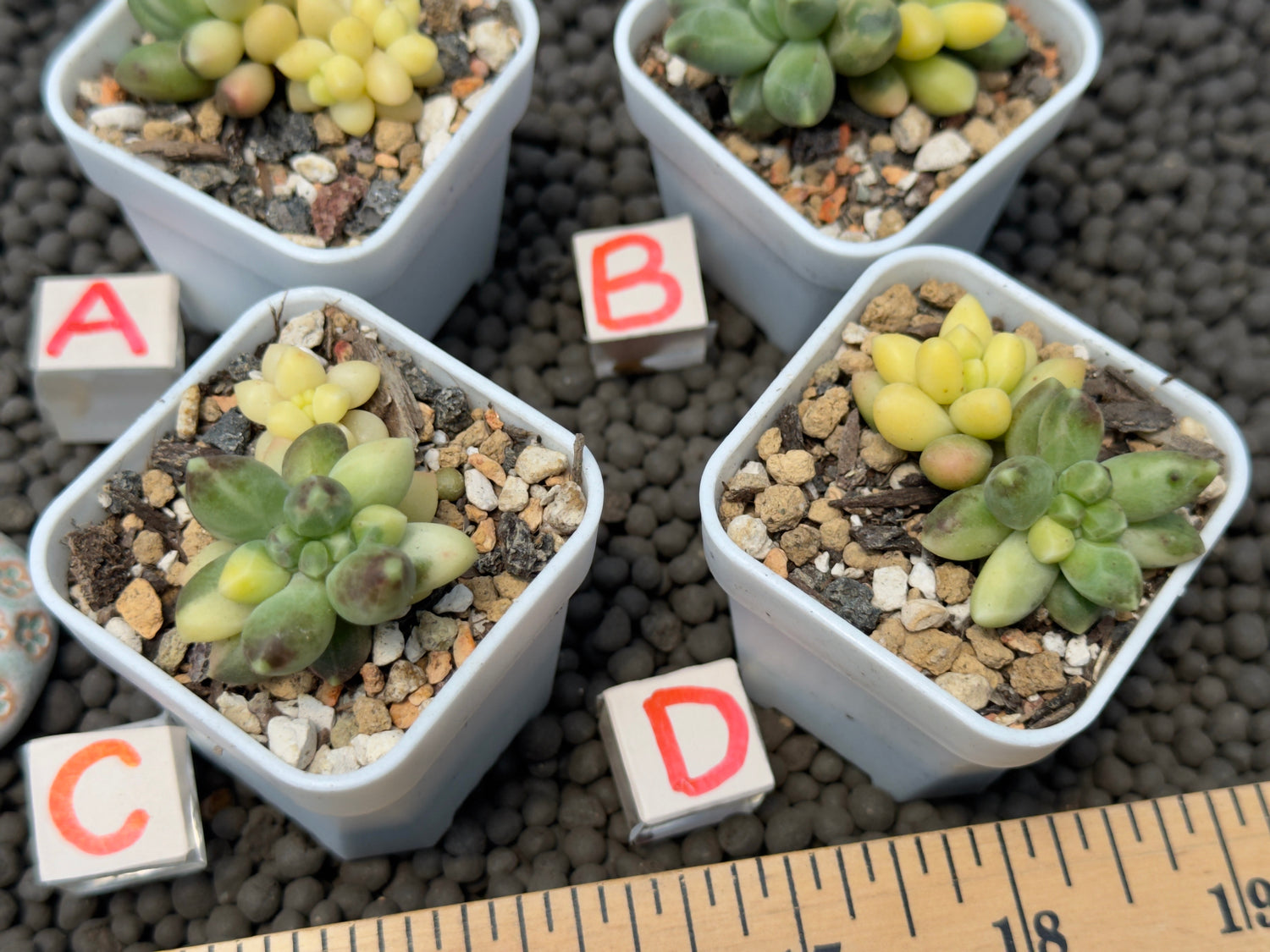 Pachyphytum compactum variegated Imported Succulent Plant