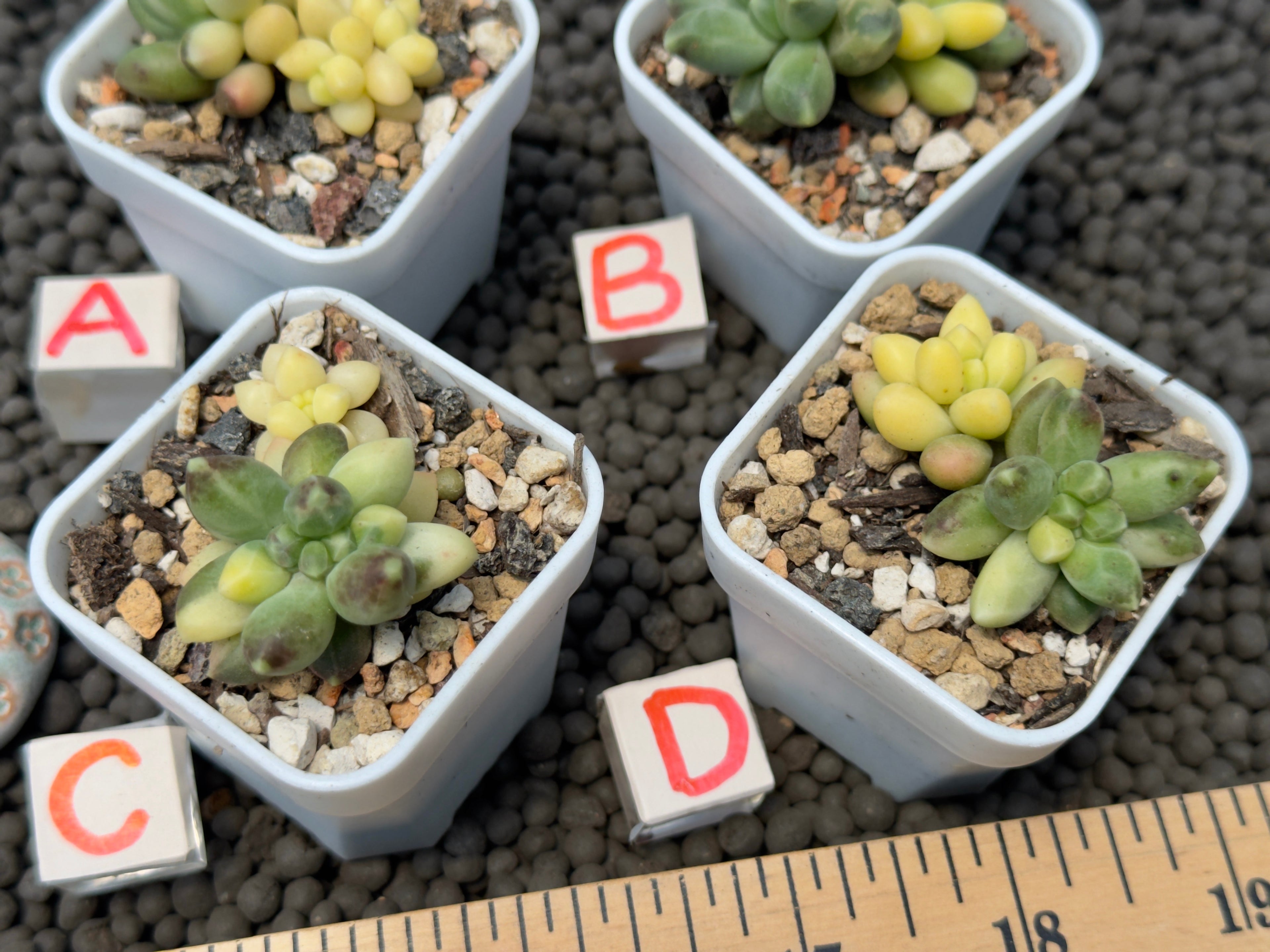 Pachyphytum compactum variegated Imported Succulent Plant