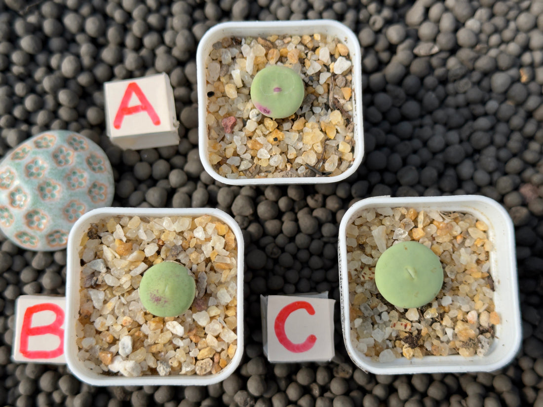 Conophytum vanzylii Imported Succulent Plant