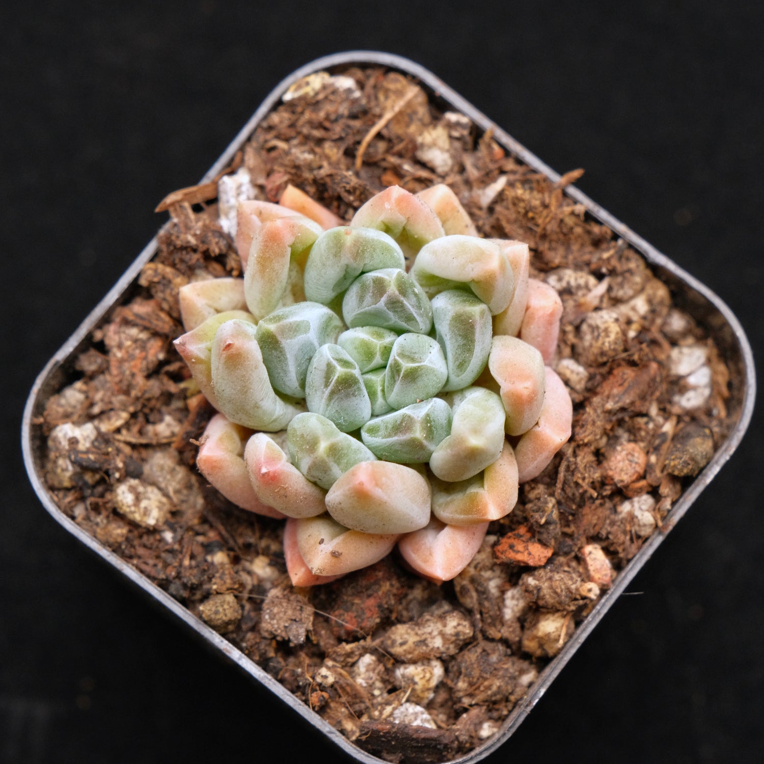 korean succulent Pachyveria Organic Candy Korean Succulent Plant