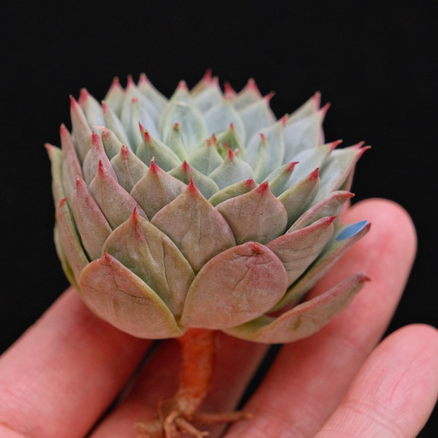 Echeveria Party Korean Succulent Plant Bluebird hybrid