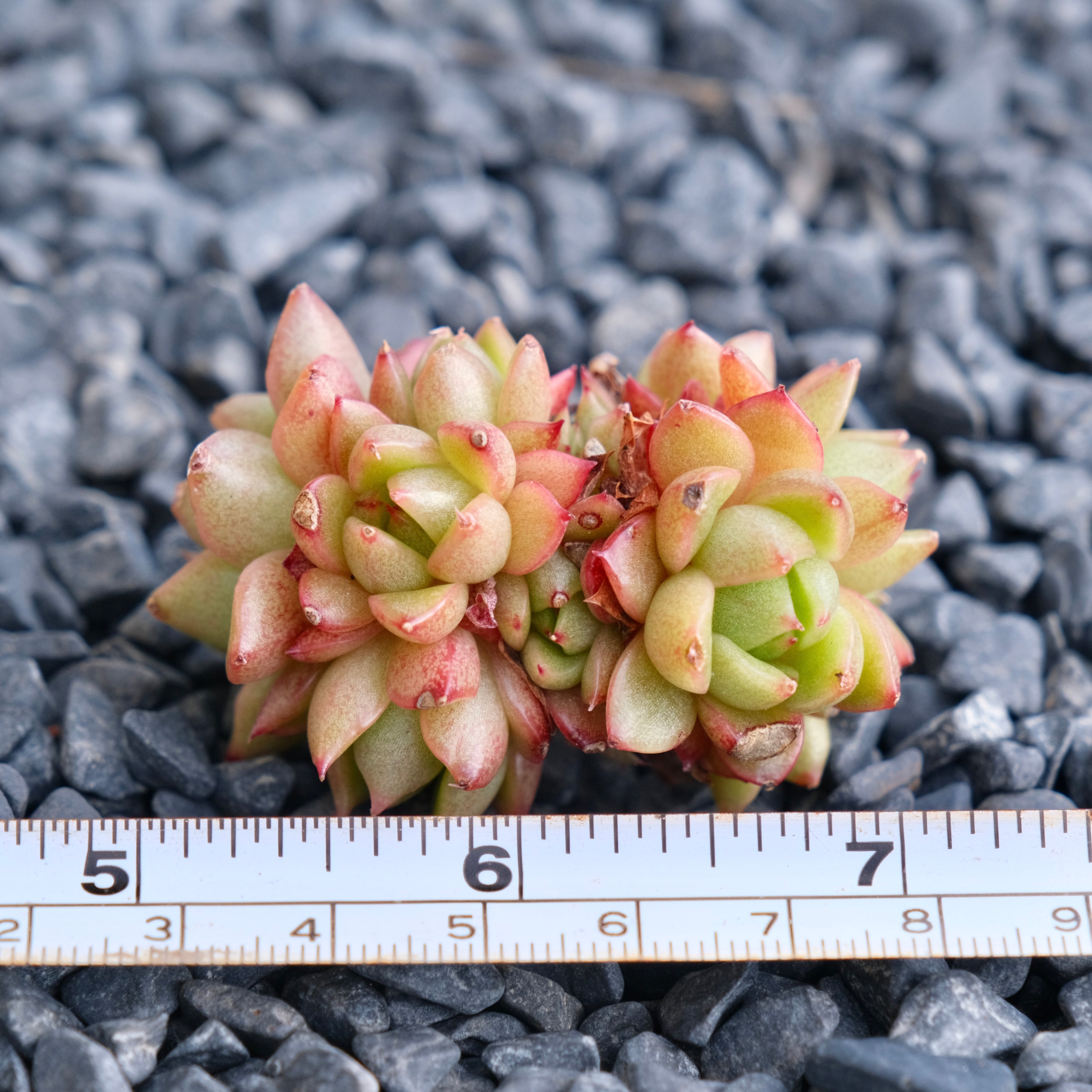 Echeveria Red Wine Peach Imported Succulent Plant