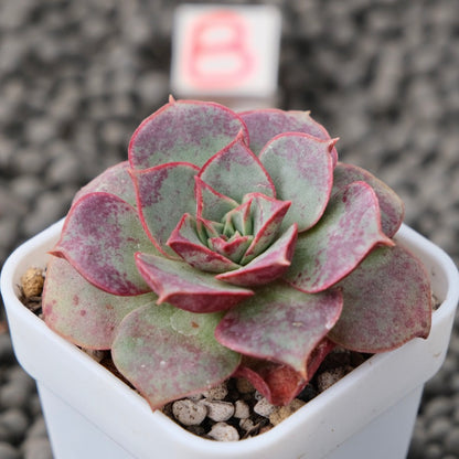 Echeveria Longissima Imported Succulent Plant