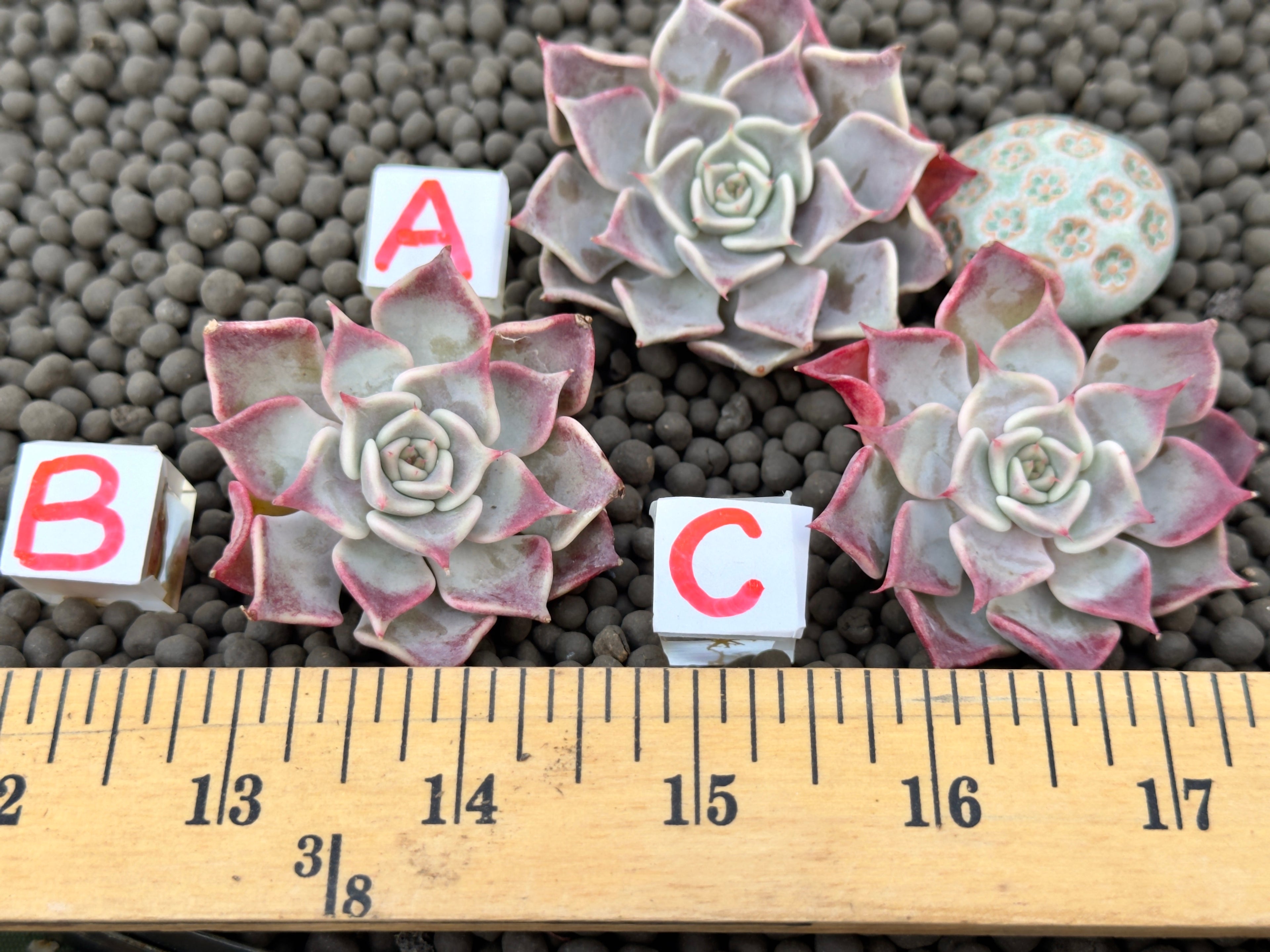 Echeveria Flip Korean Succulent Plant Changhee hybrid