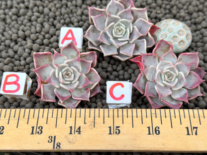 Echeveria Flip Korean Succulent Plant Changhee hybrid