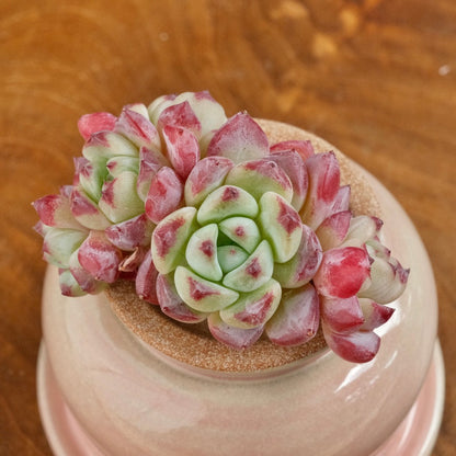 Echeveria Sarahime hybrid Imported Succulent Plant