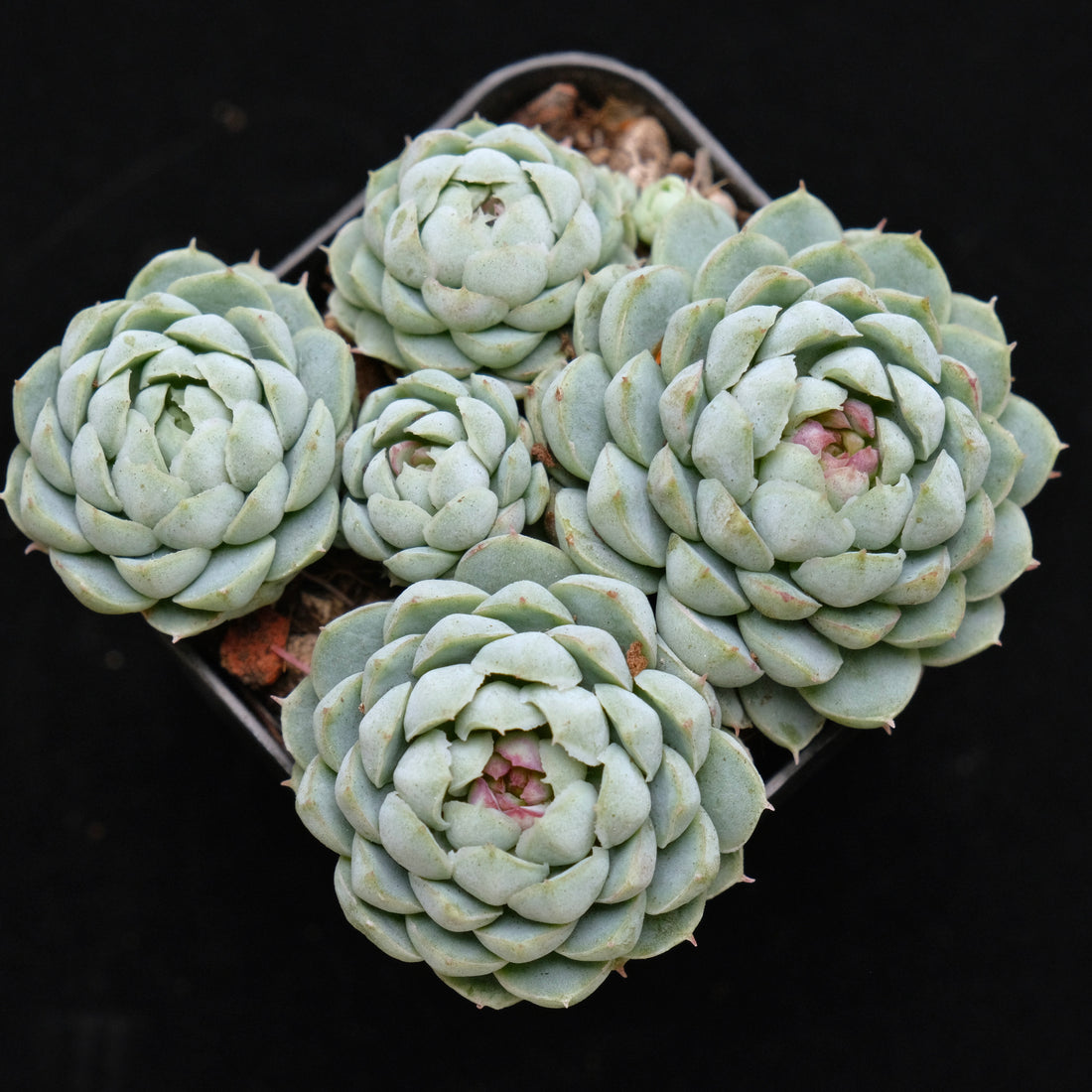 Echeveria Sugar Princess Korean Succulent Plant