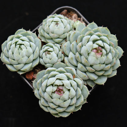 Echeveria Sugar Princess Korean Succulent Plant