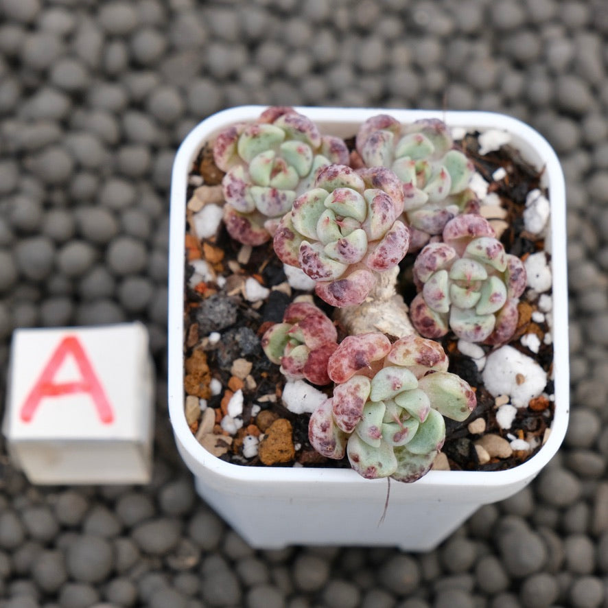 Echeveria Indigo Mini Korean Succulent Plant Hwaga Hybrid