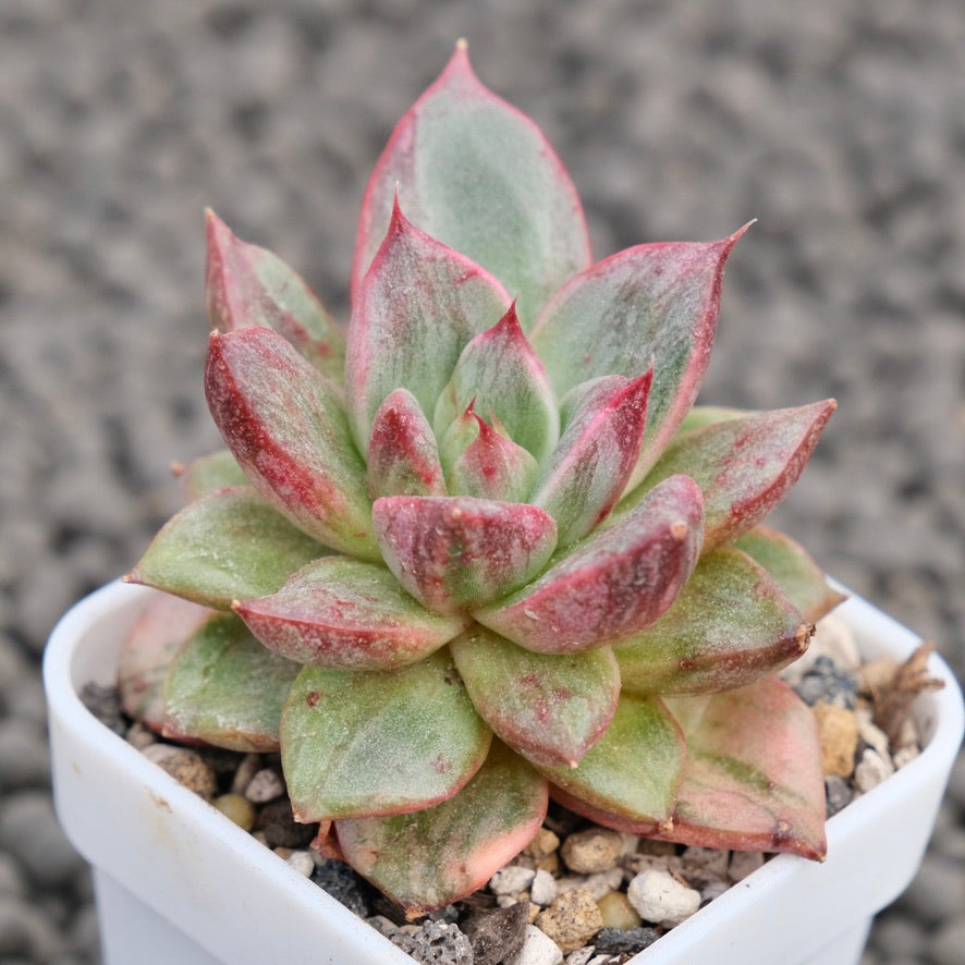 Variegated Echeveria Leopard Korean Succulent Plant