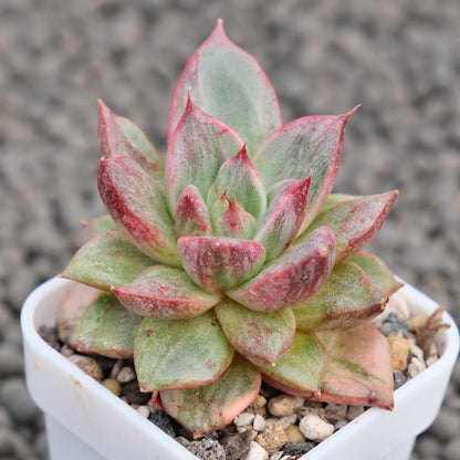 Variegated Echeveria Leopard Korean Succulent Plant